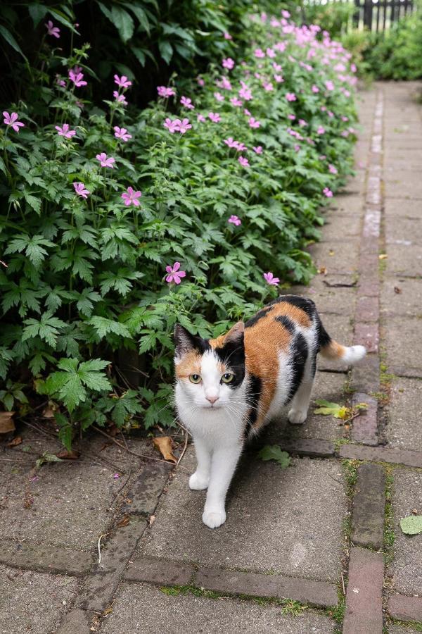 'onder De Boompjes'